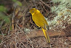 Golden Bowerbird